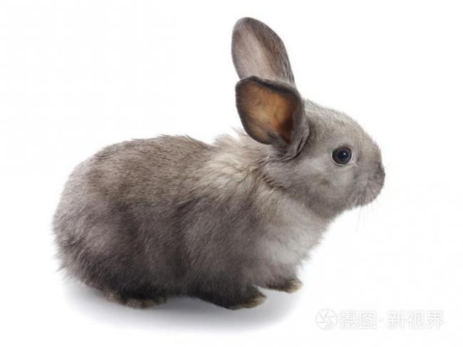 兔宝宝巴宝莉灰是什么颜色,兔宝宝灰银梨颜色